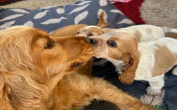 Cocker Spaniel dogs for sale: 🐾 Cocker Puppies 🐾 - Image 12