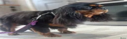 Cavalier King Charles Spaniel dogs for sale: KC registered CKCS Heart/Eye/Health tested - Advert 7