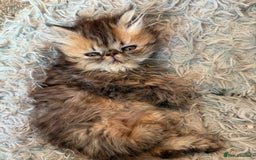 Persian cats for sale: Gorgeous Persians gccf registered pkd neg   - Image 5