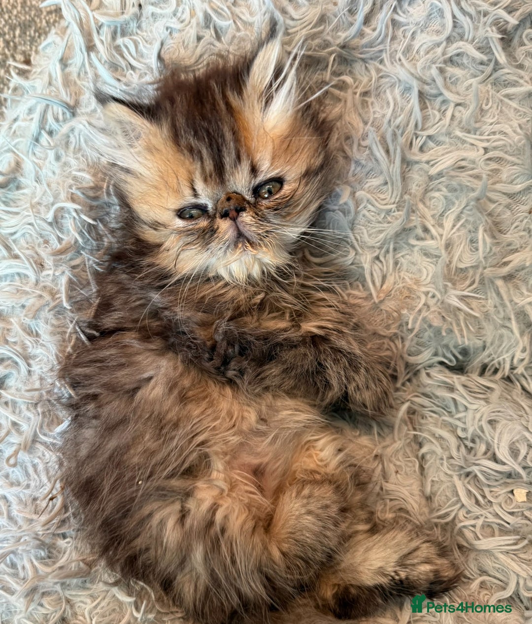 Persian cats for sale: Gorgeous Persians gccf registered pkd neg   - Image 5