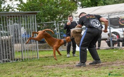 Dobermann dogs for sale: F1b working dobermann puppies - Image 10