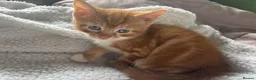 British Shorthair cats for sale: Only boy left  - Advert 3