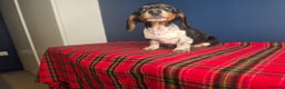 Dachshund dogs for sale: KC Registered Shorthaired dachshunds  - Advert 36