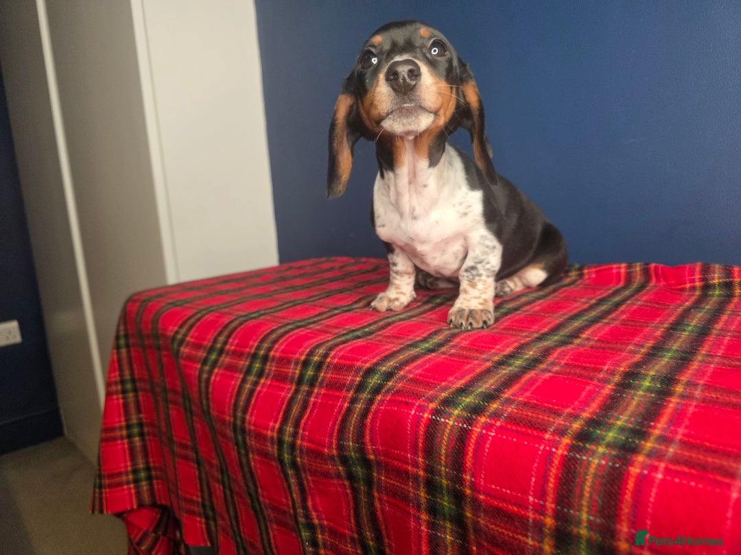 Dachshund dogs for sale: KC Registered Shorthaired dachshunds  - Advert 36