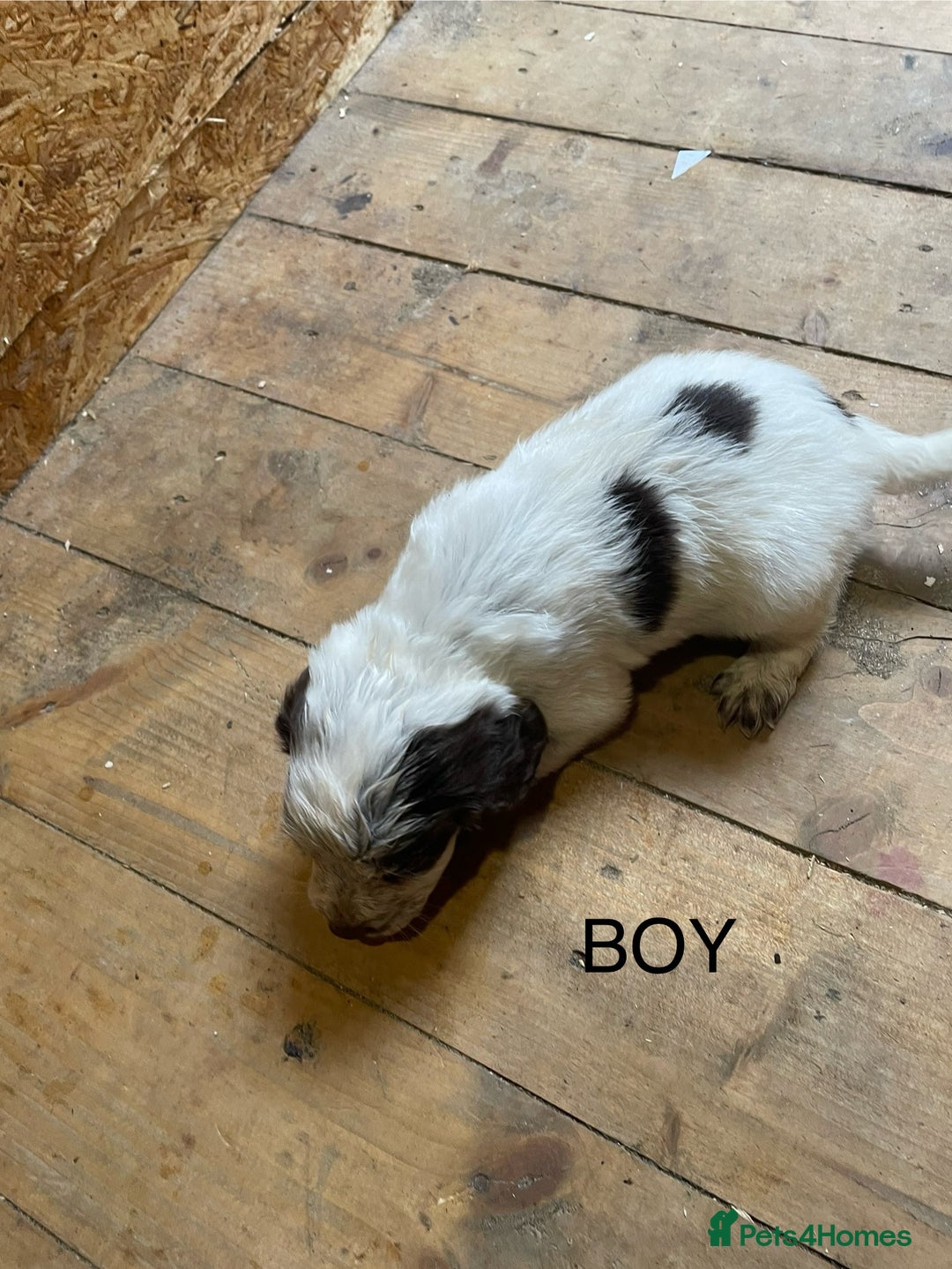 Cocker Spaniel dogs for sale: Cocker spaniels - Image 5