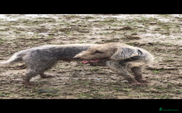 Bedlington Terrier dogs for stud: Bedlington terrier for std in Barnsley - Image 21
