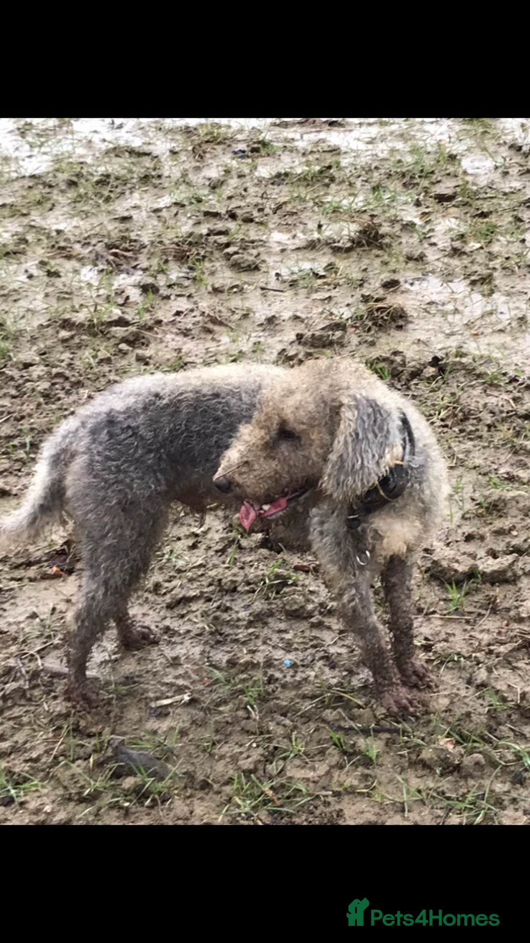 Bedlington Terrier dogs for stud: Bedlington terrier for std in Barnsley - Image 21
