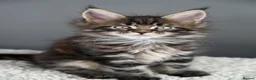 Maine Coon cats for sale: Black Smoke undercoat kittens  - Advert 13