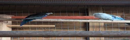 Mixed Breed birds for sale: Parakeets  in Chelmsford - Advert 1