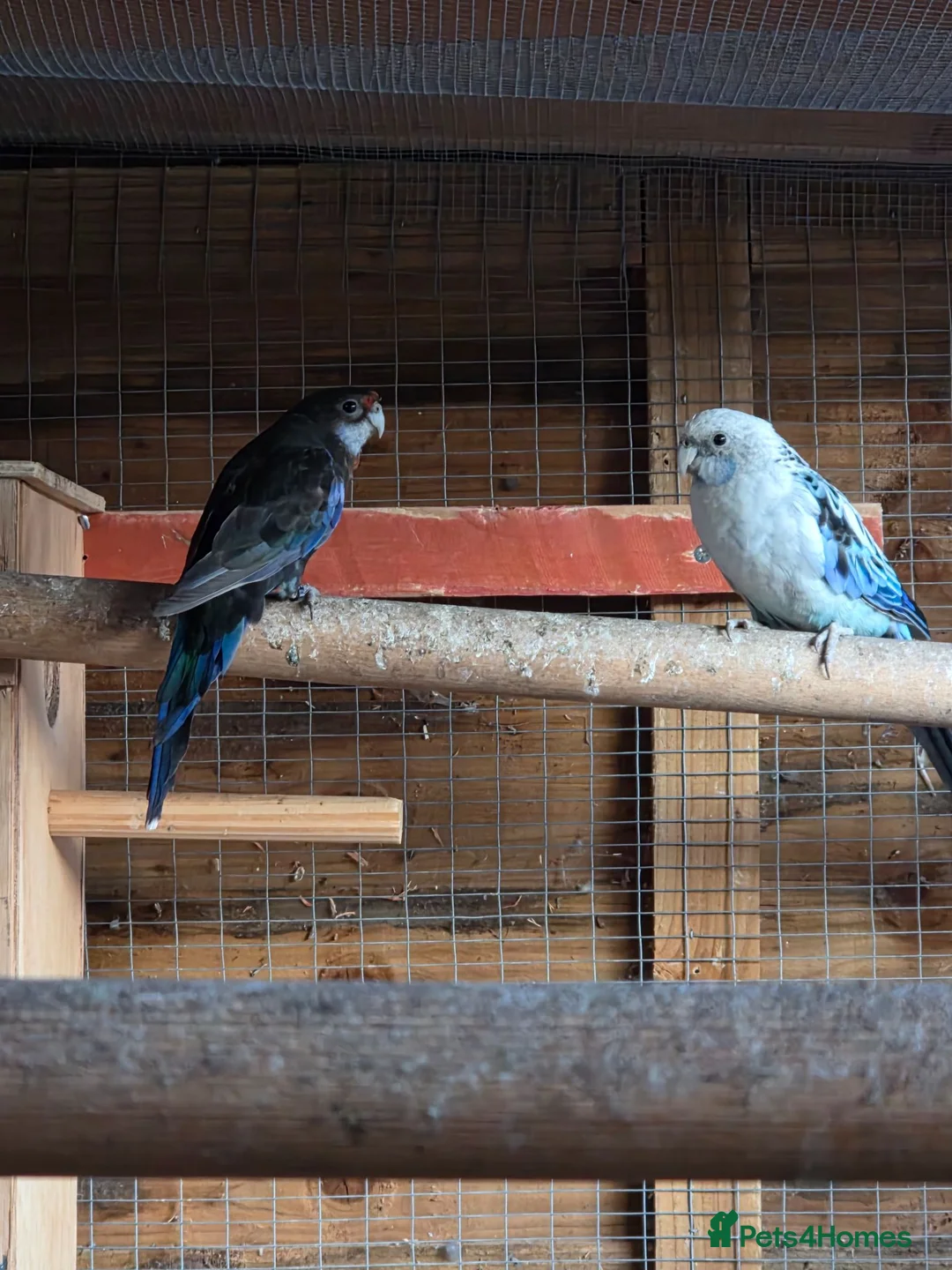 Mixed Breed birds for sale: Parakeets  in Chelmsford - Advert 1