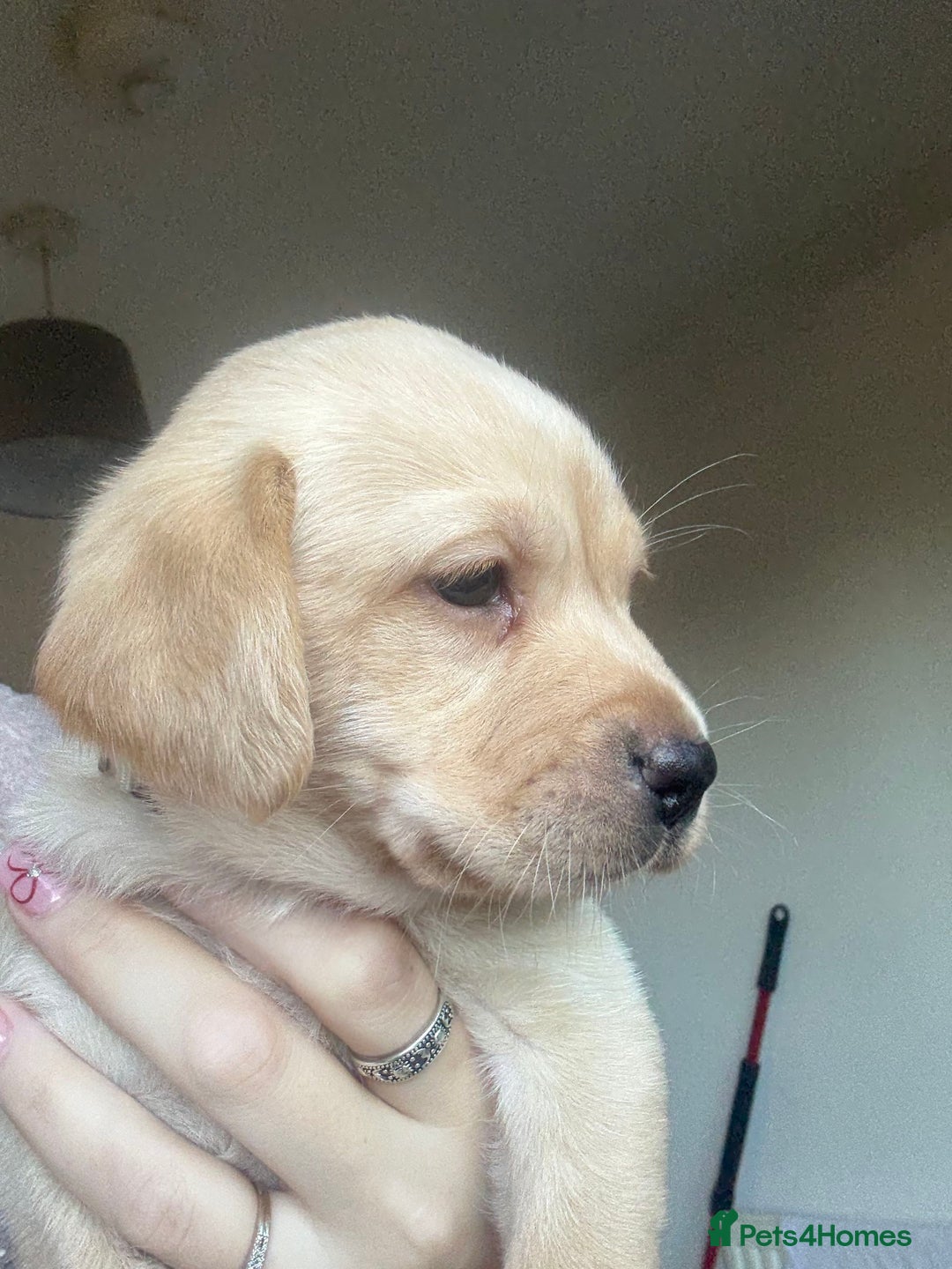 Labrador Retriever dogs for sale: Labrador puppies.  - Advert 35