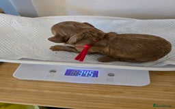 Cockapoo dogs for sale: American cockerpoo licensed Breeder health tested  - Image 15