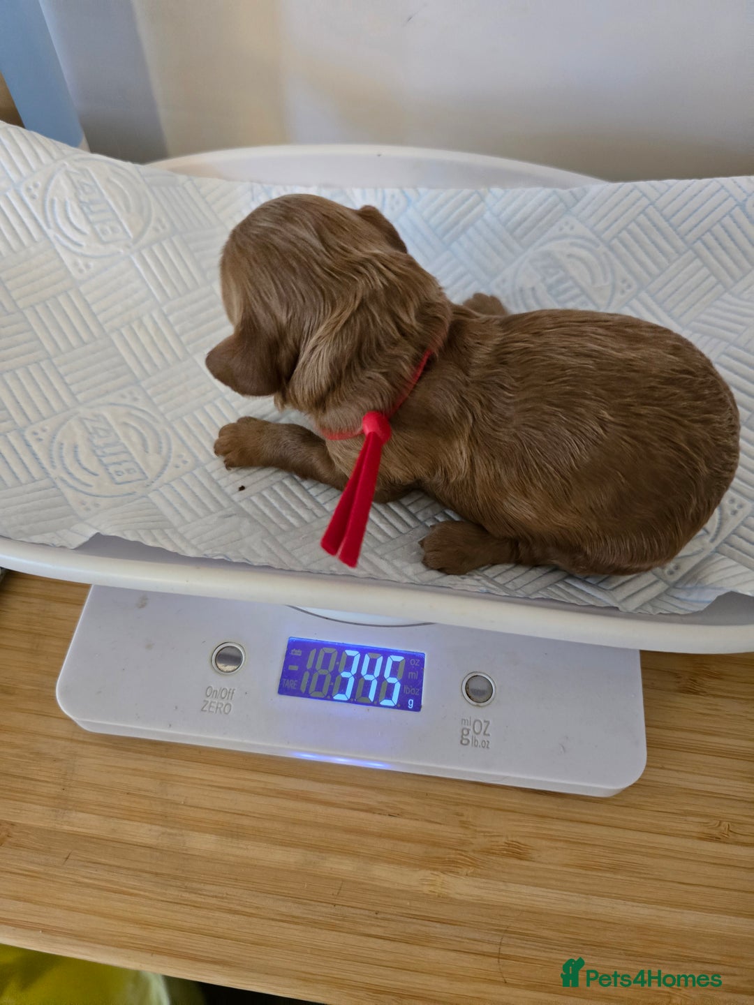 Cockapoo dogs for sale: American cockerpoo licensed Breeder health tested  - Image 15