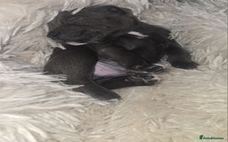 Staffordshire Bull Terrier dogs for sale: Staffordshire bull terrier  - Advert 25