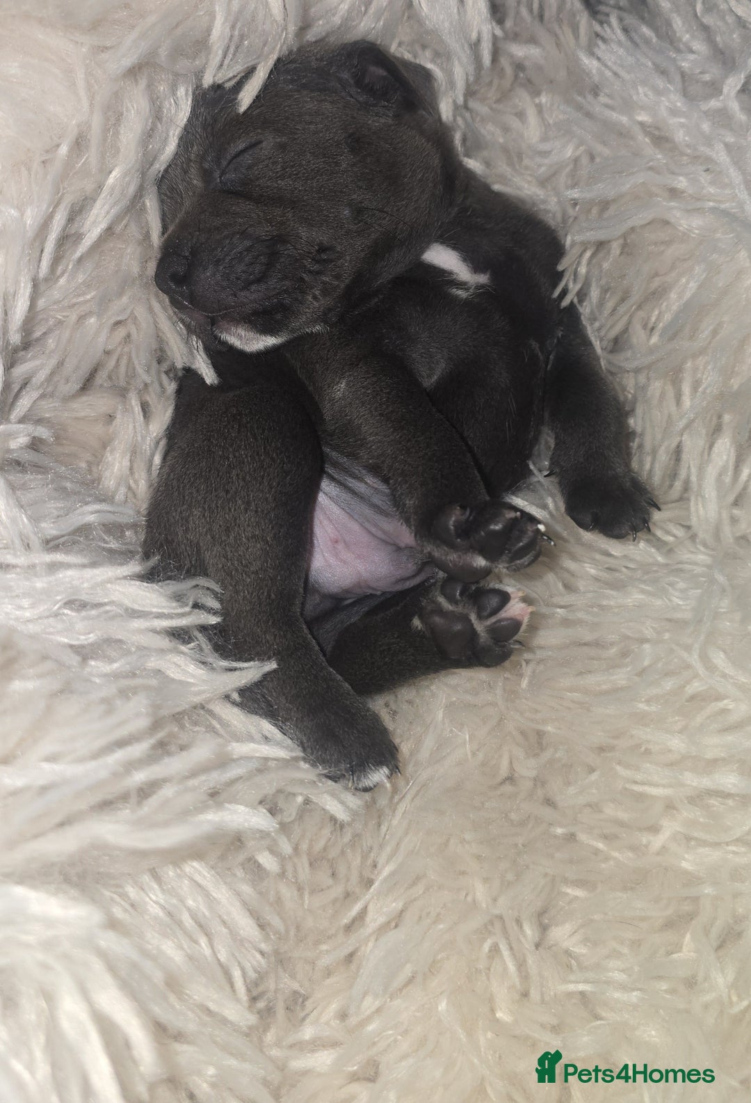 Staffordshire Bull Terrier dogs for sale: Staffordshire bull terrier  - Advert 25