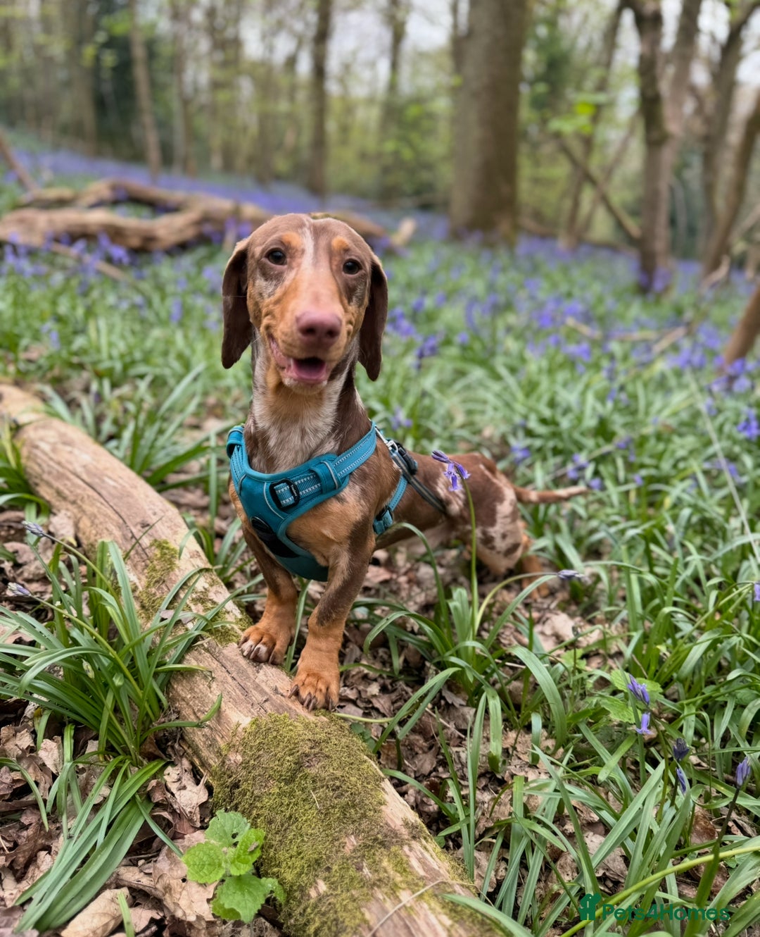 Dachshund dogs for sale: Looking for my forever home  - Image 2