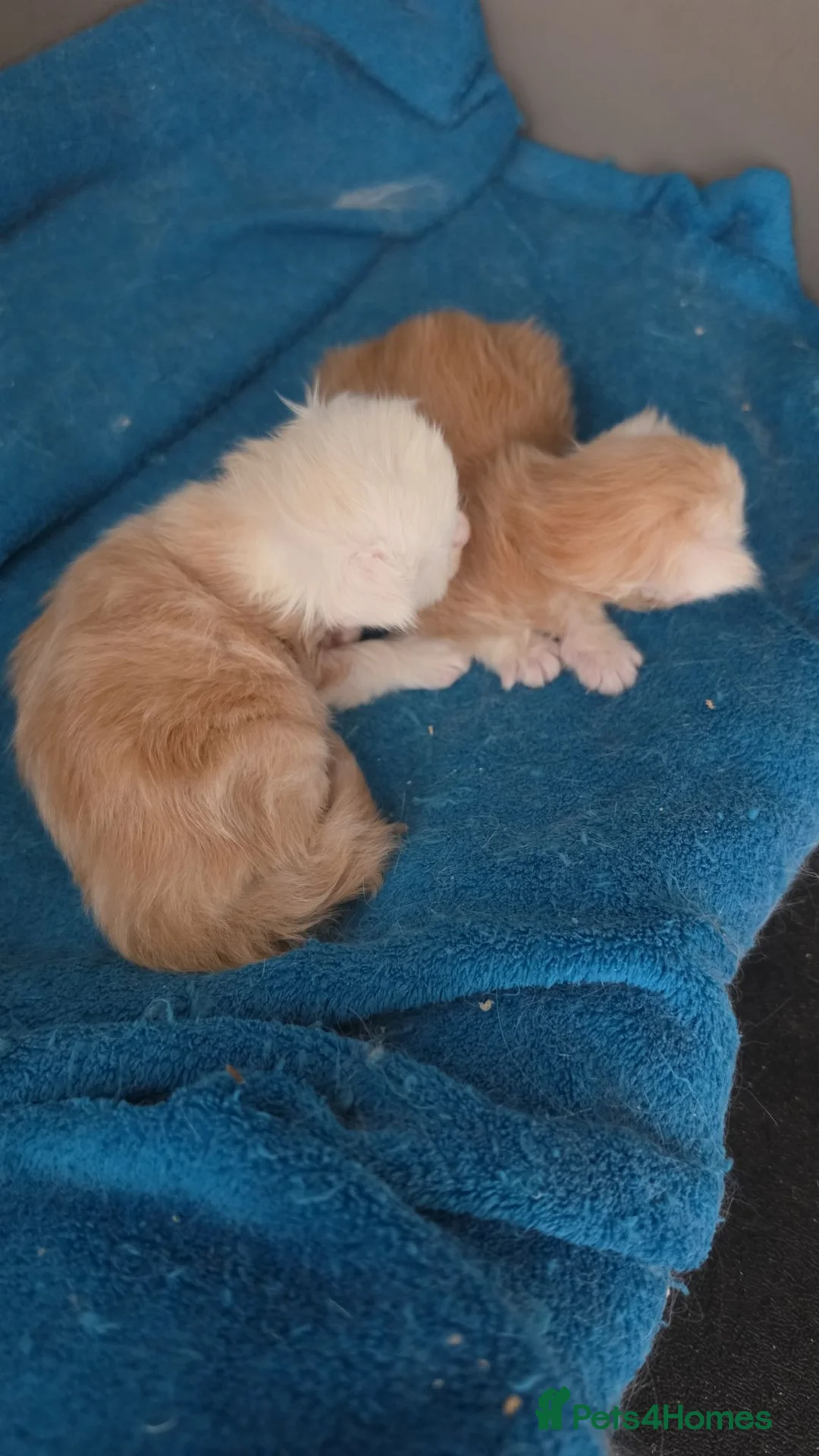 Maine Coon cats for sale: PEDIGREE MAINE COON KITTENS  - Advert 2