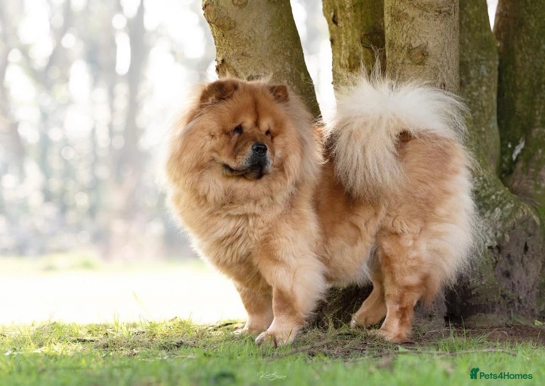 Chow Chow dogs for sale: Pedigree Chow Chow puppies available 🐶 - Advert 3