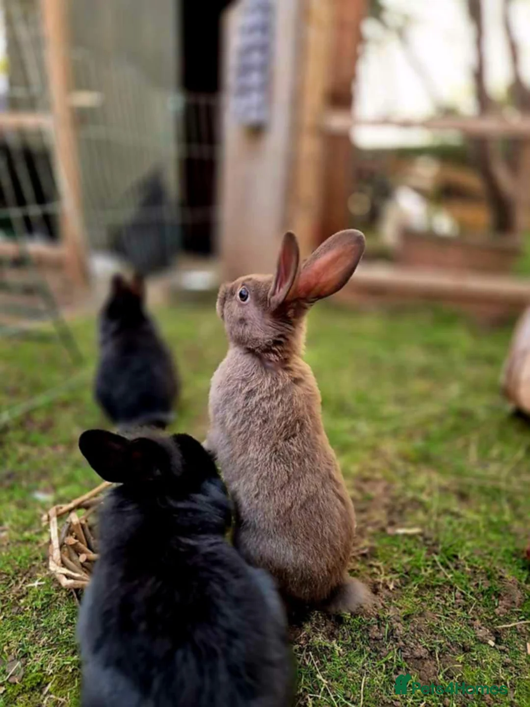 Mixed Breed rabbits for sale: 3 beautiful mixed breed rabbits  - Advert 5