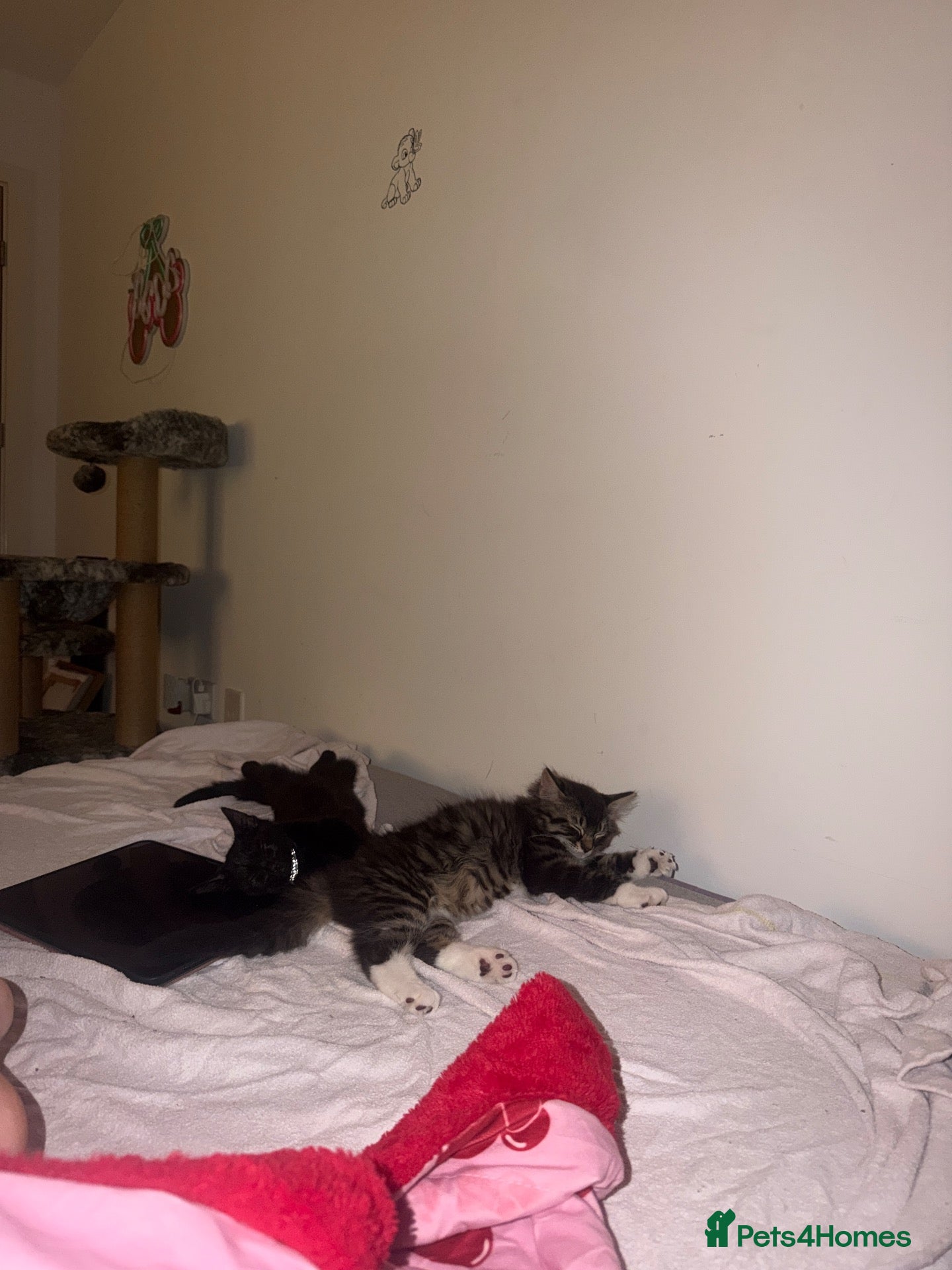 Mixed Breed cats Kittens looking for a forever home  - Advert 4