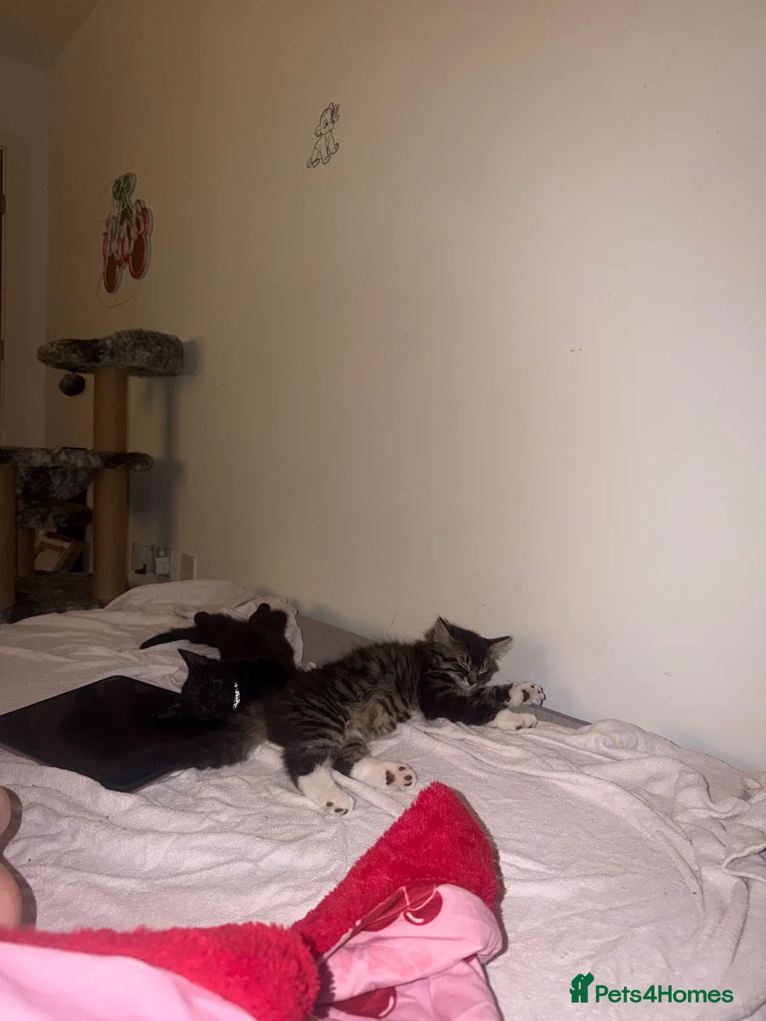 Mixed Breed cats for sale: Kittens looking for a forever home  - Advert 1