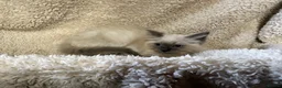 Ragdoll cats for sale: Gorgeous ragdoll kittens  - Advert 3