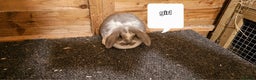 Mini Lop rabbits for sale: mini lop for sale  - Advert 2