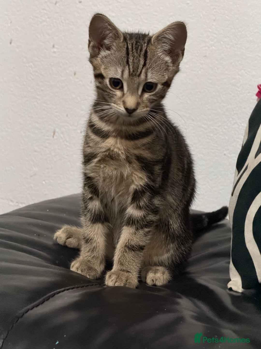 Domestic Shorthair cats for sale: Kittens for sale - Advert 4