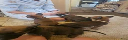 Belgian Shepherd Dog dogs for sale: Outstanding Belgium malinois puppies  - Advert 7