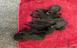 German Shepherd dogs for sale: German shepherd puppies for sale  - Image 3