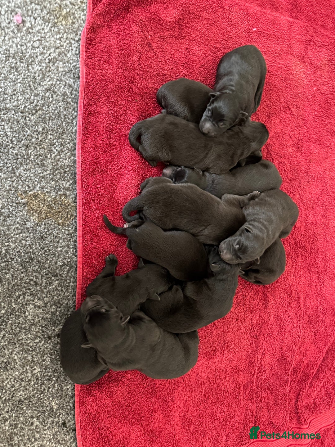 German Shepherd dogs for sale: German shepherd puppies for sale  - Image 3