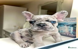 French Bulldog dogs for sale: REDUCED Frenchie pup's Home Raised with Love 💘 - Image 7