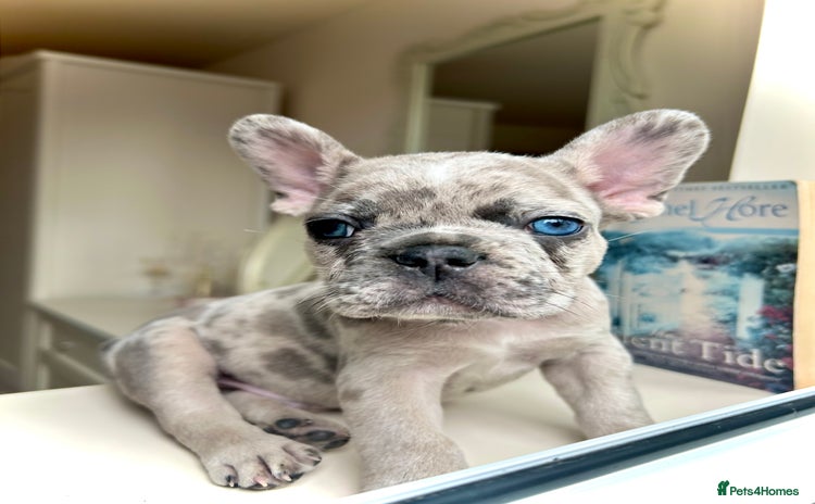 French Bulldog dogs - Advert 1