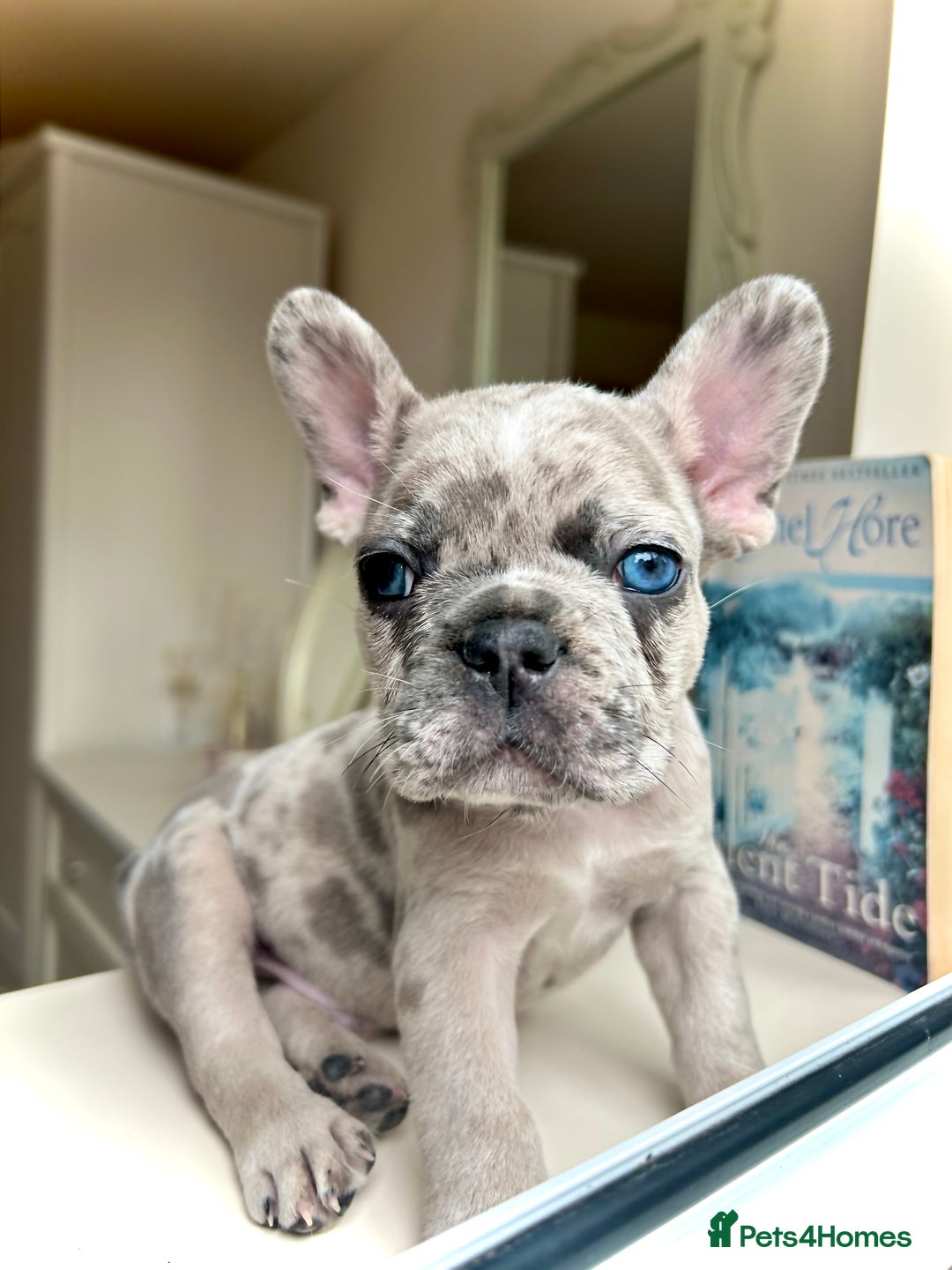 French Bulldog dogs for sale: REDUCED Frenchie pup's Home Raised with Love 💘 - Image 7