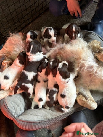 English Springer Spaniel dogs - Advert 14