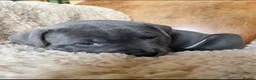 Staffordshire Bull Terrier dogs for sale: Delightful Strong Pure Staffy Bull Terrier Pups  in Doncaster - Advert 16
