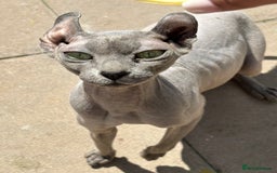 Sphynx cats for sale: Half Elf sphynx  - Image 12