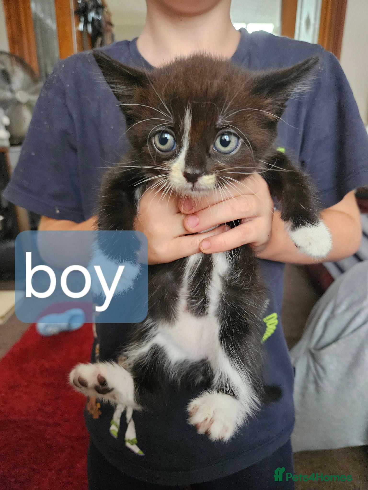 Mixed Breed cats 3 kittens looking for there forever home  - Advert 1