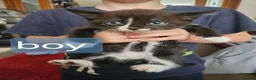Mixed Breed cats for sale: 3 kittens looking for there forever home  - Advert 1