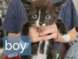 Mixed Breed cats 3 kittens looking for there forever home - Advert 1