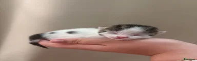 Ripple 