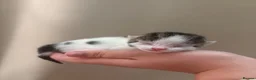 Domestic Shorthair cats for sale: 3 beautiful babies  - Advert 10