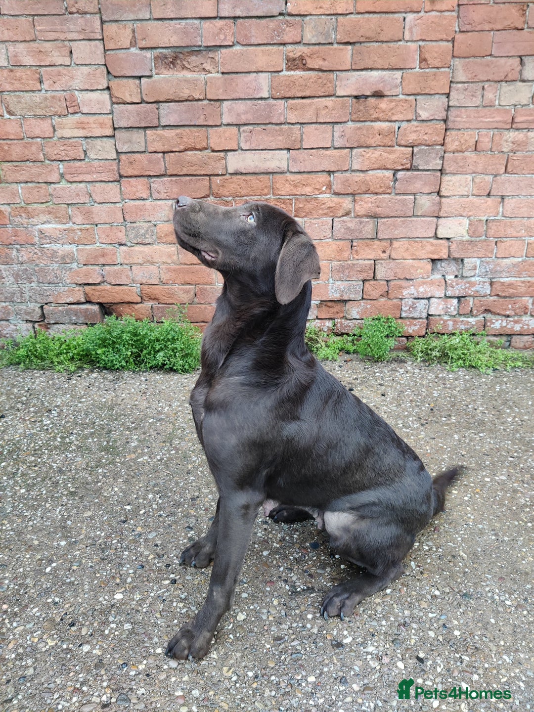 Labrador Retriever dogs for sale: Beautiful Loving Chocolate Labrador  - Advert 4