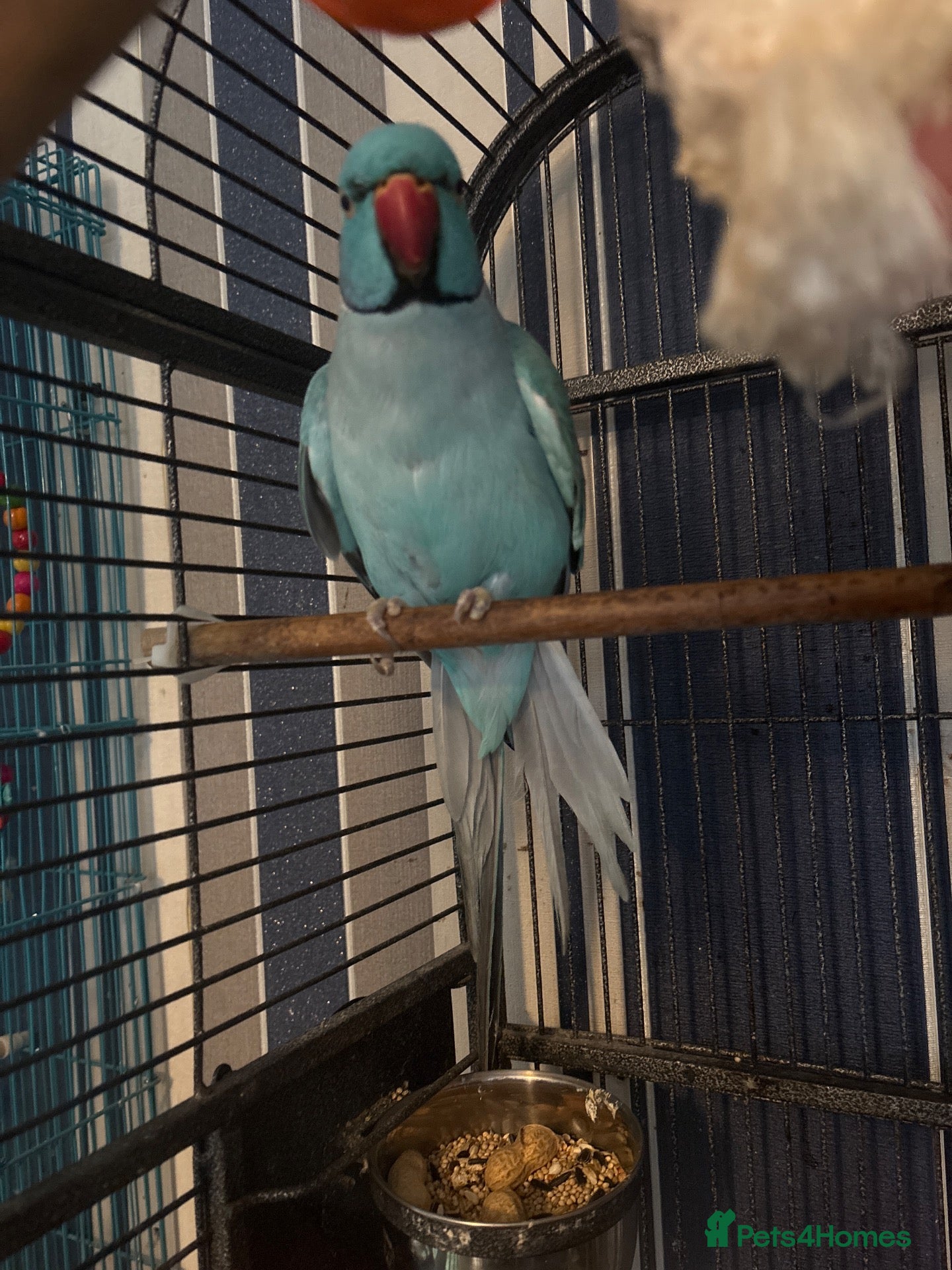Ringnecks birds Ring neck looking fo a good home - Advert 3