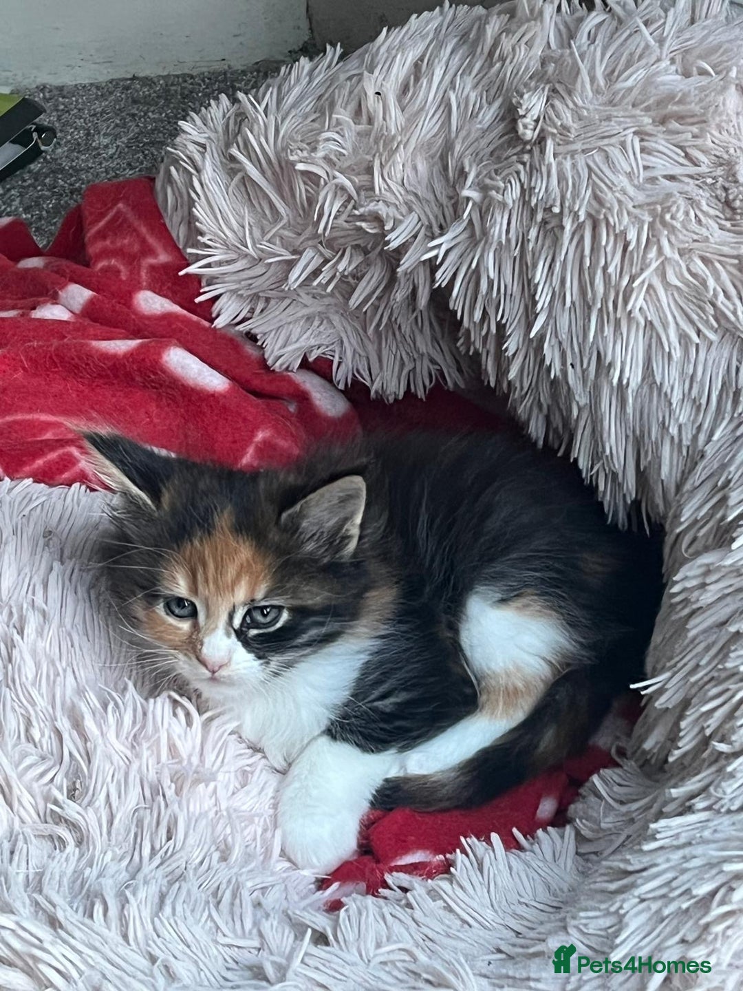 Maine Coon cats for sale: Beautiful Pedigree Main Coon Kittens - Advert 30