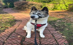 Akita dogs for sale: 8 year old American Akita - Image 5
