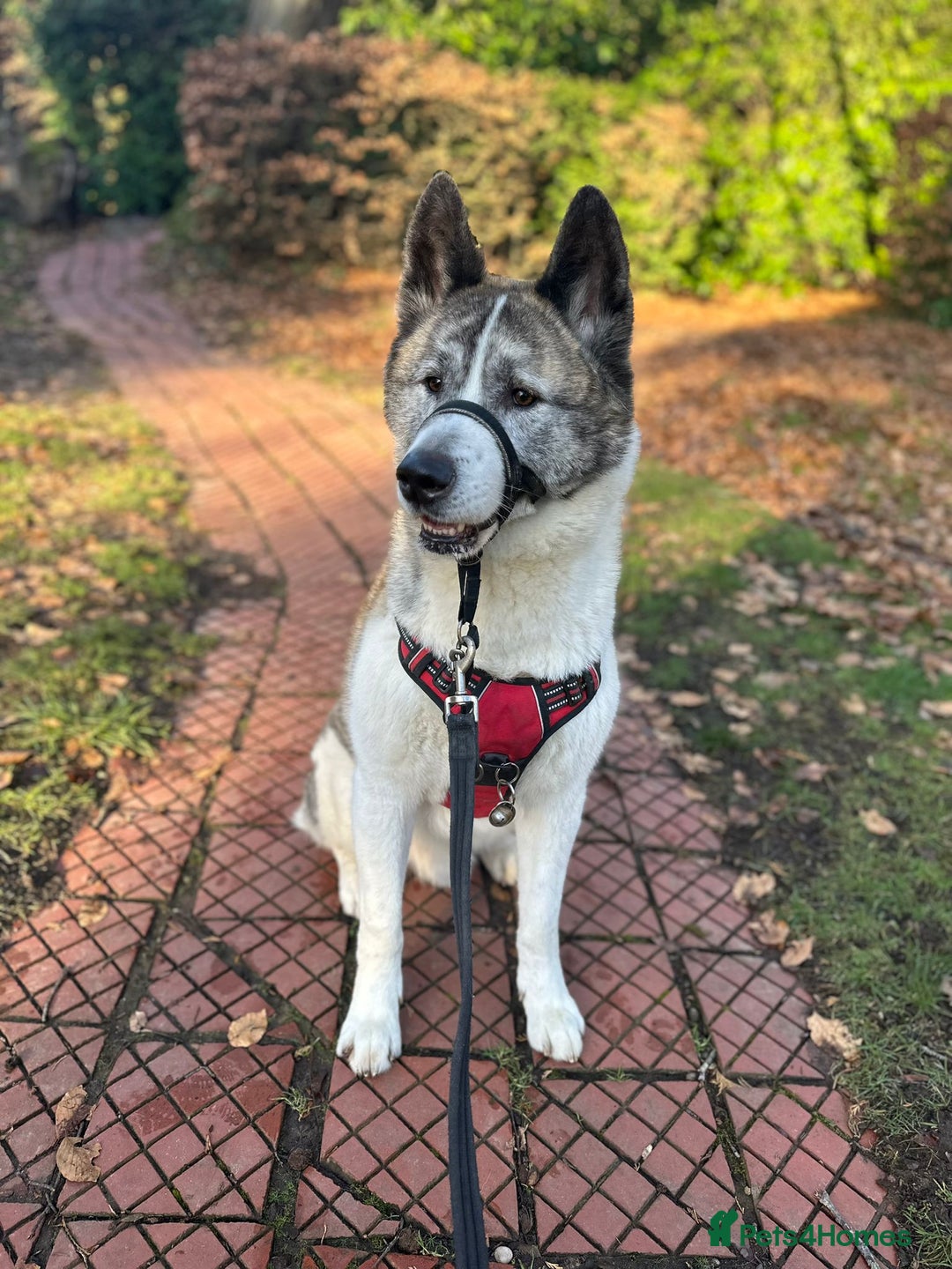 Akita dogs for sale: 8 year old American Akita - Image 5