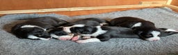 Border Collie dogs for sale: 🐾ISDS Registered Border Collie Puppies🐾 - Advert 5