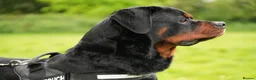Rottweiler dogs for sale: 🐶PREMIUM ROTTWEILERS. ADRK GERMAN BLOODLINES 🇩🇪 - Advert 3