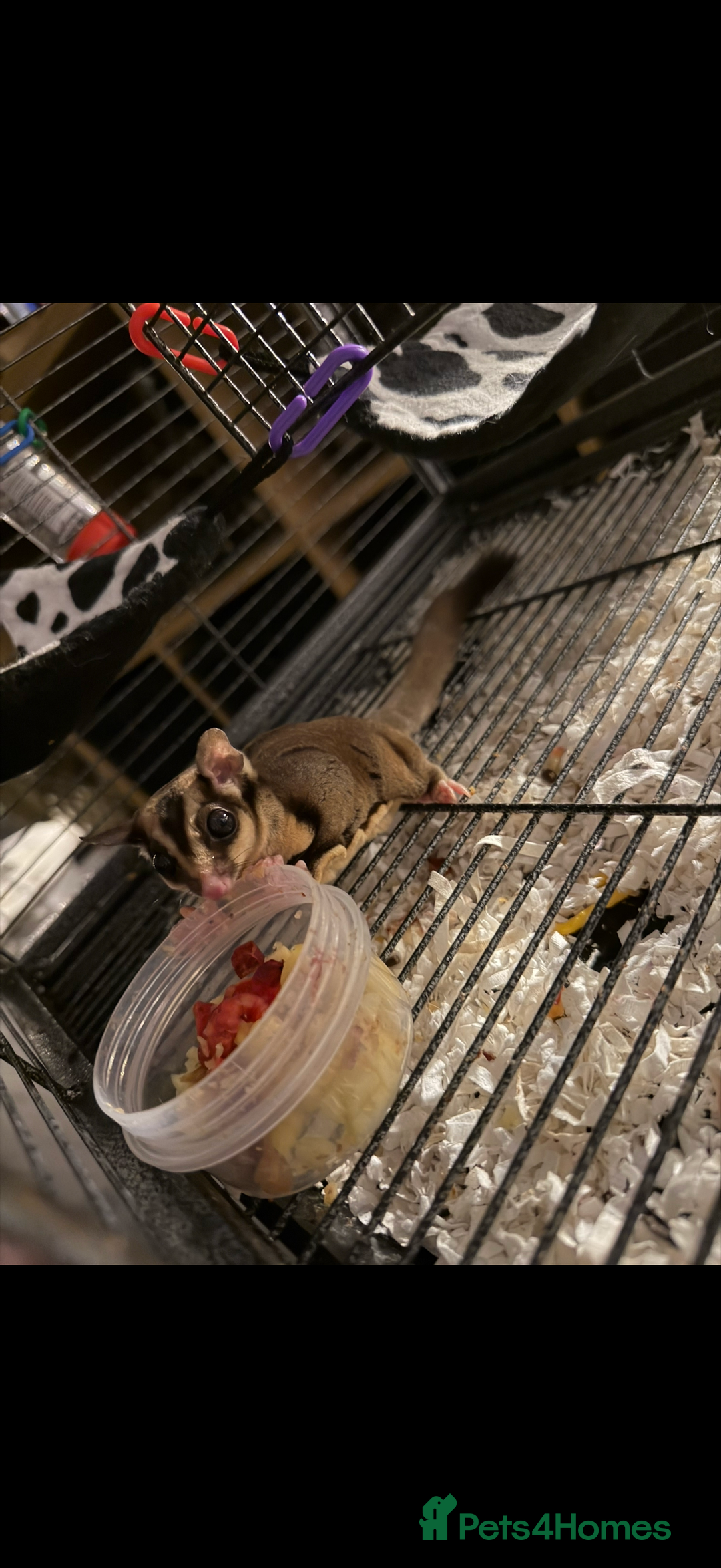 Sugar Glider rodents for sale: Sugar gliders  - Advert 1